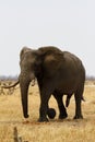 African Elephant Royalty Free Stock Photo