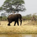 African Elephant Royalty Free Stock Photo