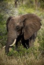 African Elephant