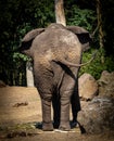 African elephant butt view with tail and ears