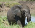 African Elephant Calf Climbs From River Royalty Free Stock Photo