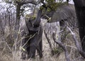 An African Elephant calf grazing on the trees with its herd Royalty Free Stock Photo