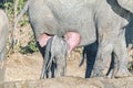 African Elephant Calf Showing Pink Colored Back Of Its Ears