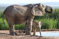 African Elephant Calf and Mother