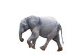 African Elephant calf walking. Isolated on white Royalty Free Stock Photo