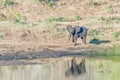 African elephant calf walking next to the Shingwedzi River