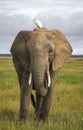 African elephant with cattle egret Royalty Free Stock Photo