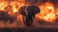 African Elephant Charging Through Fiery Sunset Savanna Royalty Free Stock Photo