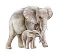 African elephant with a child. Mom and baby. Family isolated on white background. Watercolor. Illustration.