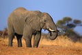 African Elephant, Chobe National Park, Botswana Royalty Free Stock Photo