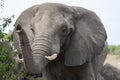 African Elephant - Chobe National Park - Botswana Royalty Free Stock Photo