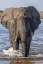 African Elephant - Chobe National Park - Botswana Royalty Free Stock Photo