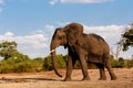 African Elephant in Chobe National Park Royalty Free Stock Photo