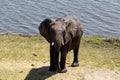 African Elephant in Chobe National Park