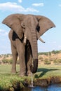 African Elephant in Chobe National Park Royalty Free Stock Photo