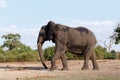 African Elephant in Chobe National Park Royalty Free Stock Photo