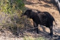 African Elephant in Chobe National Park Royalty Free Stock Photo