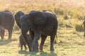 African Elephant in Chobe National Park Royalty Free Stock Photo