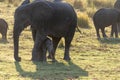 African Elephant in Chobe National Park Royalty Free Stock Photo