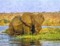 African elephant in Chobe River photo art Royalty Free Stock Photo