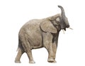 African elephant with clipping path