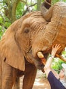 19 African Elephant close encounter sanctuary woman hand in mouth