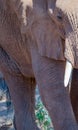 African elephant close up anatomy Royalty Free Stock Photo