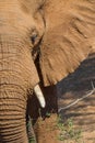 African elephant close up anatomy Royalty Free Stock Photo
