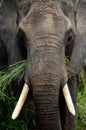 African elephant