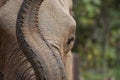 African elephant close up with trunk raised and interesting skin texture Royalty Free Stock Photo