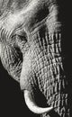 African elephant close ups in Kruger National Park, South Africa Royalty Free Stock Photo