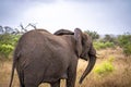 African elephant close ups in Kruger National Park, South Africa Royalty Free Stock Photo