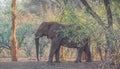 African elephant in a clump of trees in Kruger National Park South Africa