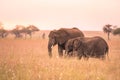 African Elephant Couple in the savannah of Serengeti at sunset. Acacia trees on the plains in Serengeti National Park, Tanzania. Royalty Free Stock Photo