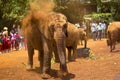 African elephant covered in dust Royalty Free Stock Photo