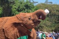 An African elephant covered in red mud drinks from a bottle in front of tourists at the David Sheldrick Wildlife Trust in Nairobi