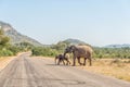 African elephant cow and calf crossing a road