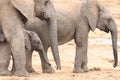 African Elephant Cows with Calf