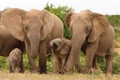 African Elephant Cows with Calf