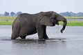 African elephant crossing the Chobe River Royalty Free Stock Photo