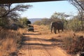 African elephant crossing a read in Welgevonden Game Reserve in South Africa