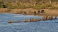 African elephant crossing river at river in Chobe National Park Royalty Free Stock Photo