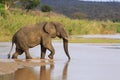 African elephant crossing river