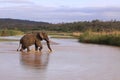 Adult african elephant crossing river safari game drive 