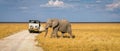 African elephant crossing road behind a safari vehicle in Etosha Park in Namibia. Royalty Free Stock Photo