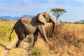 African elephant crossing road in savanna in Serengeti National park in Tanzania Royalty Free Stock Photo