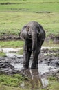 African elephant cub in Chobe national park Royalty Free Stock Photo