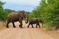 African Elephant with cub (Loxodonta africana) Royalty Free Stock Photo