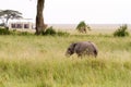 African elephant cub Loxodonta africana and safari car Royalty Free Stock Photo