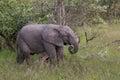 African Elephant Cub in South Africa Royalty Free Stock Photo